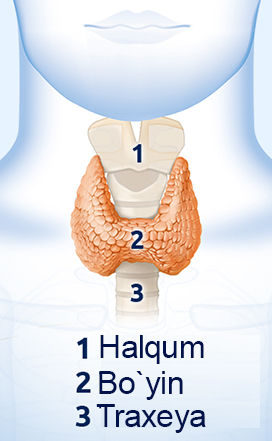 The position of the thyroid